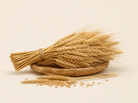 A harvested grain sheaf resting in a woven basket on a light background
